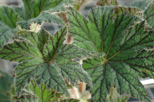 B. ‘Annan Ripple’